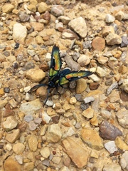 Chrysocale