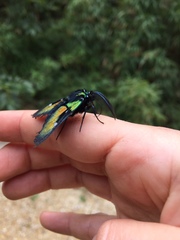 Chrysocale