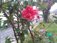 Hibiscus rosa-sinensis