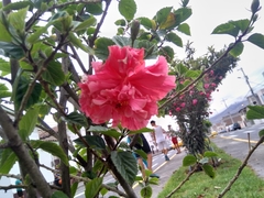 Hibiscus rosa-sinensis