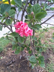 Hibiscus rosa-sinensis