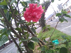 Hibiscus rosa-sinensis