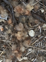 Ceiba trischistandra