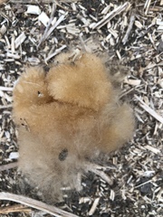 Ceiba trischistandra