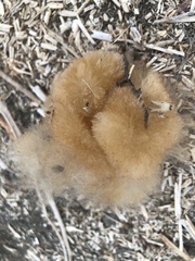 Ceiba trischistandra