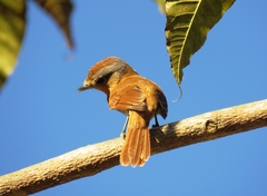 Pachyramphus castaneus