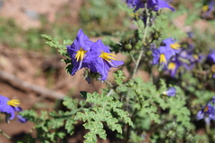 Solanum citrullifolium