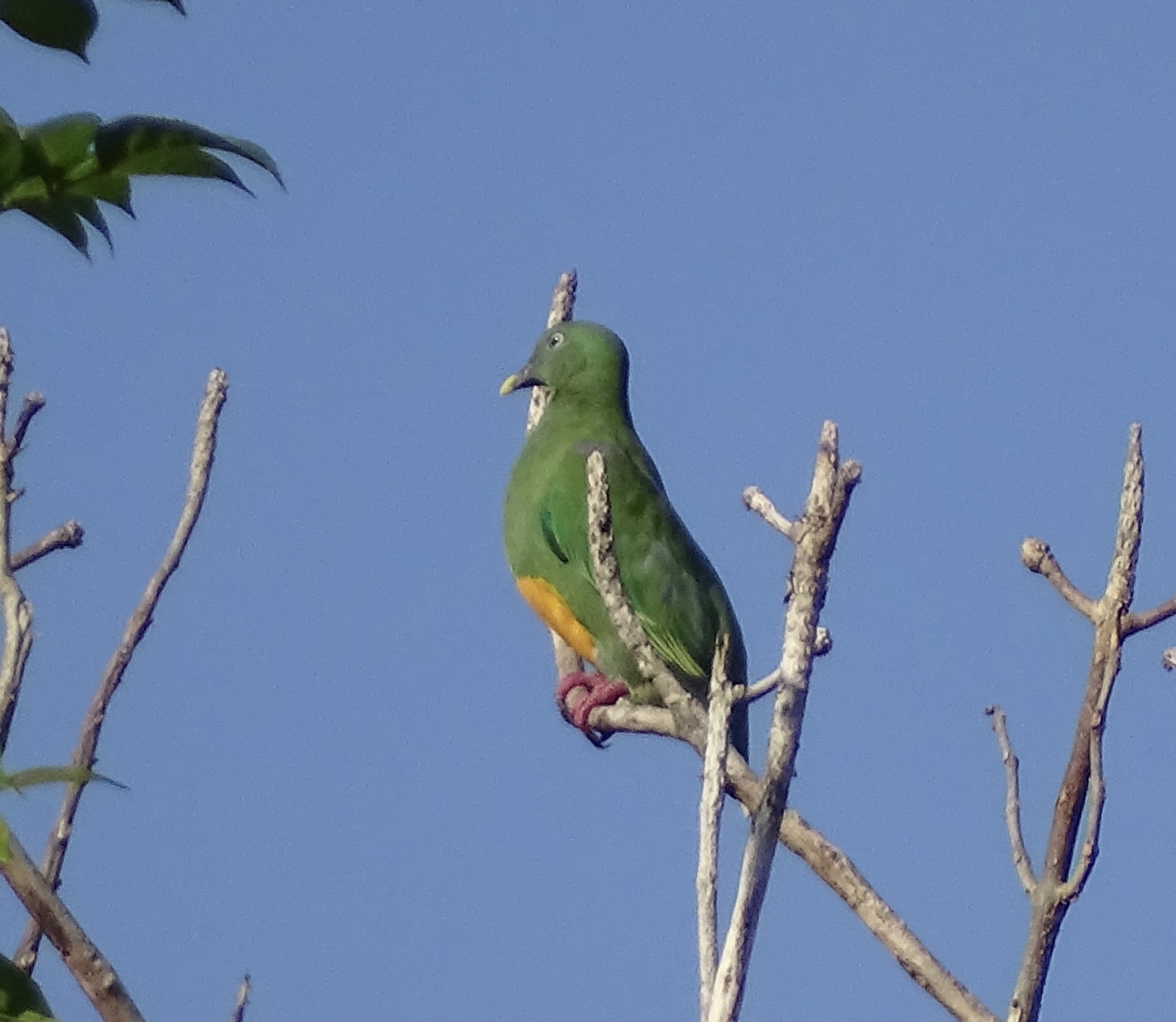 Orange-bellied Fruit Dove (Ptilinopus iozonus), photo 2