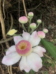 Gustavia angustifolia