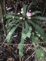 Gustavia angustifolia