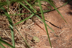 Aspidoscelis gularis