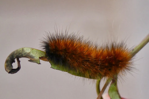 Virginian Tiger Moth photo 4