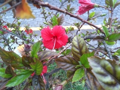 Hibiscus
