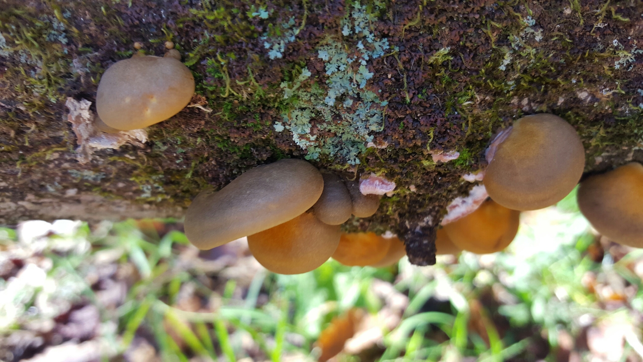 Sarcomyxa serotina image