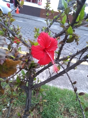 Hibiscus