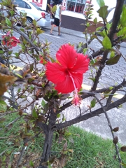 Hibiscus