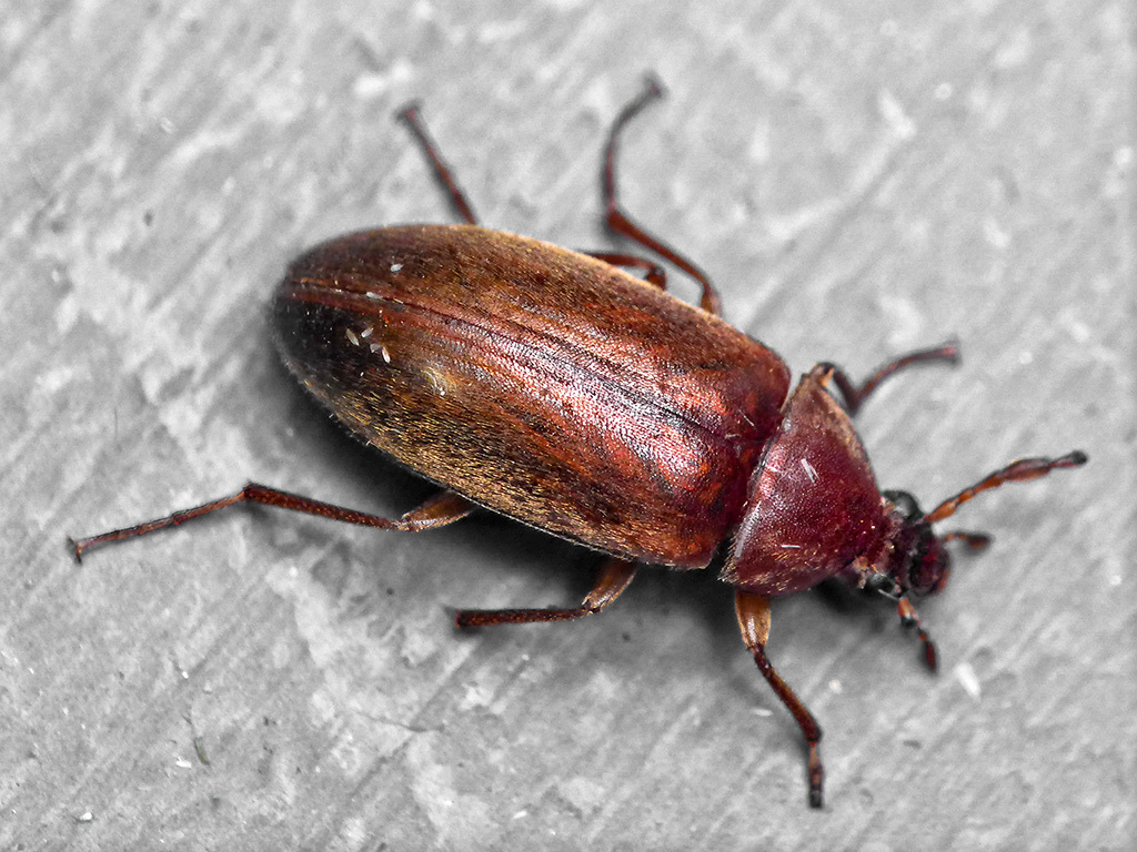 Isomira antennata