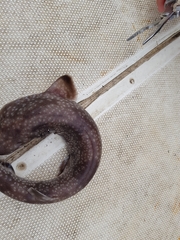 Asymbolus vincenti