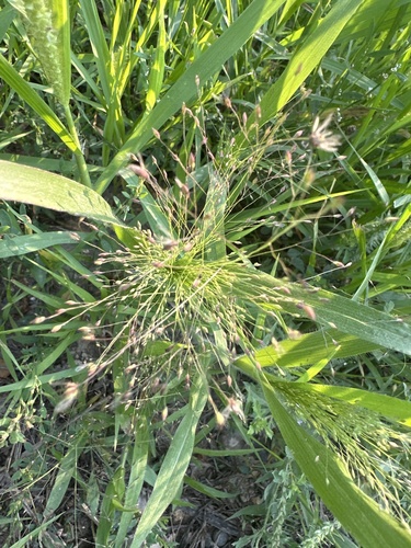 witch grass