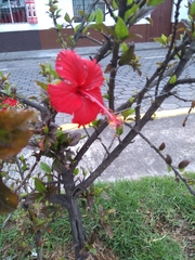 Hibiscus