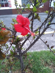 Hibiscus