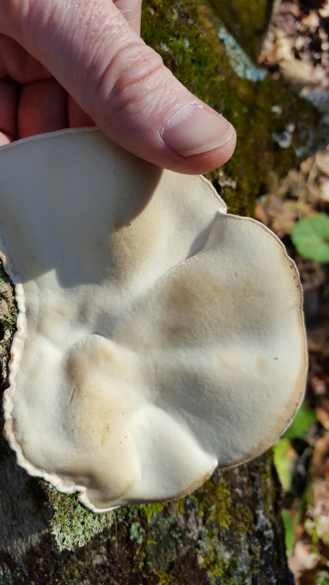 Ischnoderma resinosum image