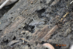 Gastrophryne elegans