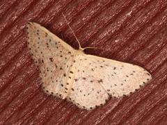 Idaea punctatissima