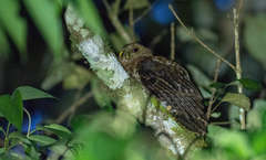 Ninox spilocephala