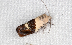 Hypertropha chlaenota