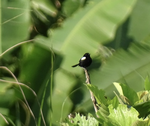 White-shouldered Fairywren (Malurus alboscapulatus)