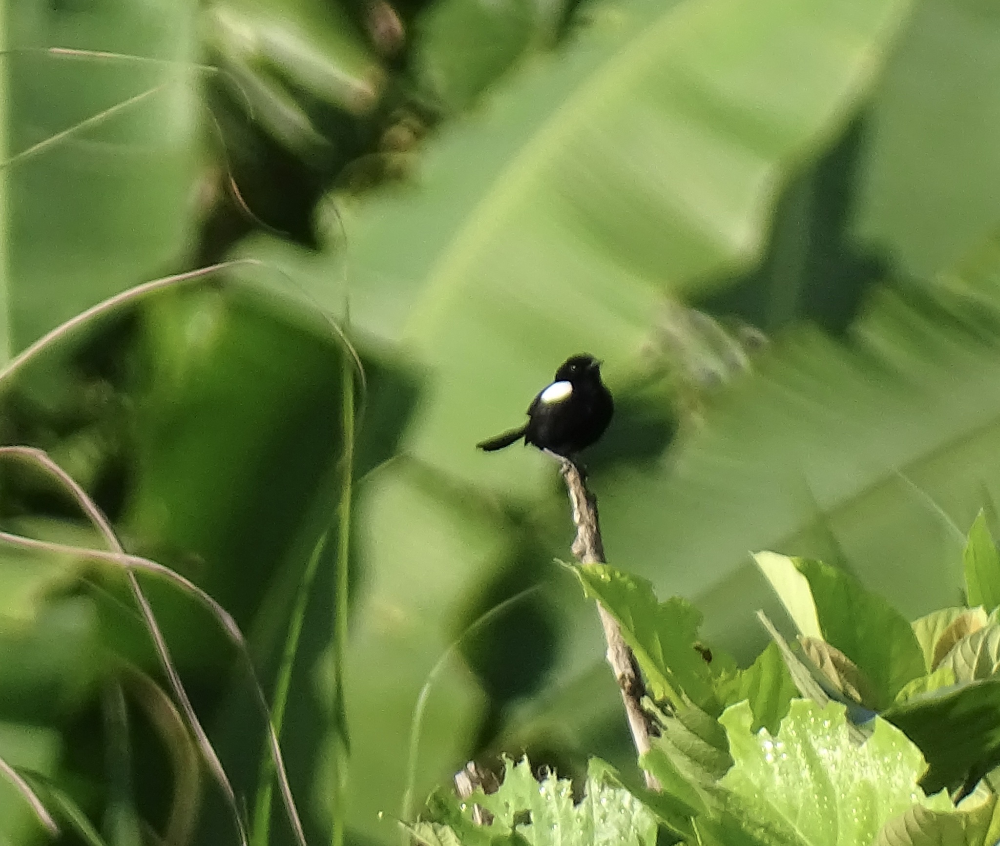 White-shouldered Fairywren (Malurus alboscapulatus), photo 1