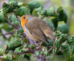 Erithacus rubecula