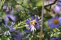 Apis mellifera