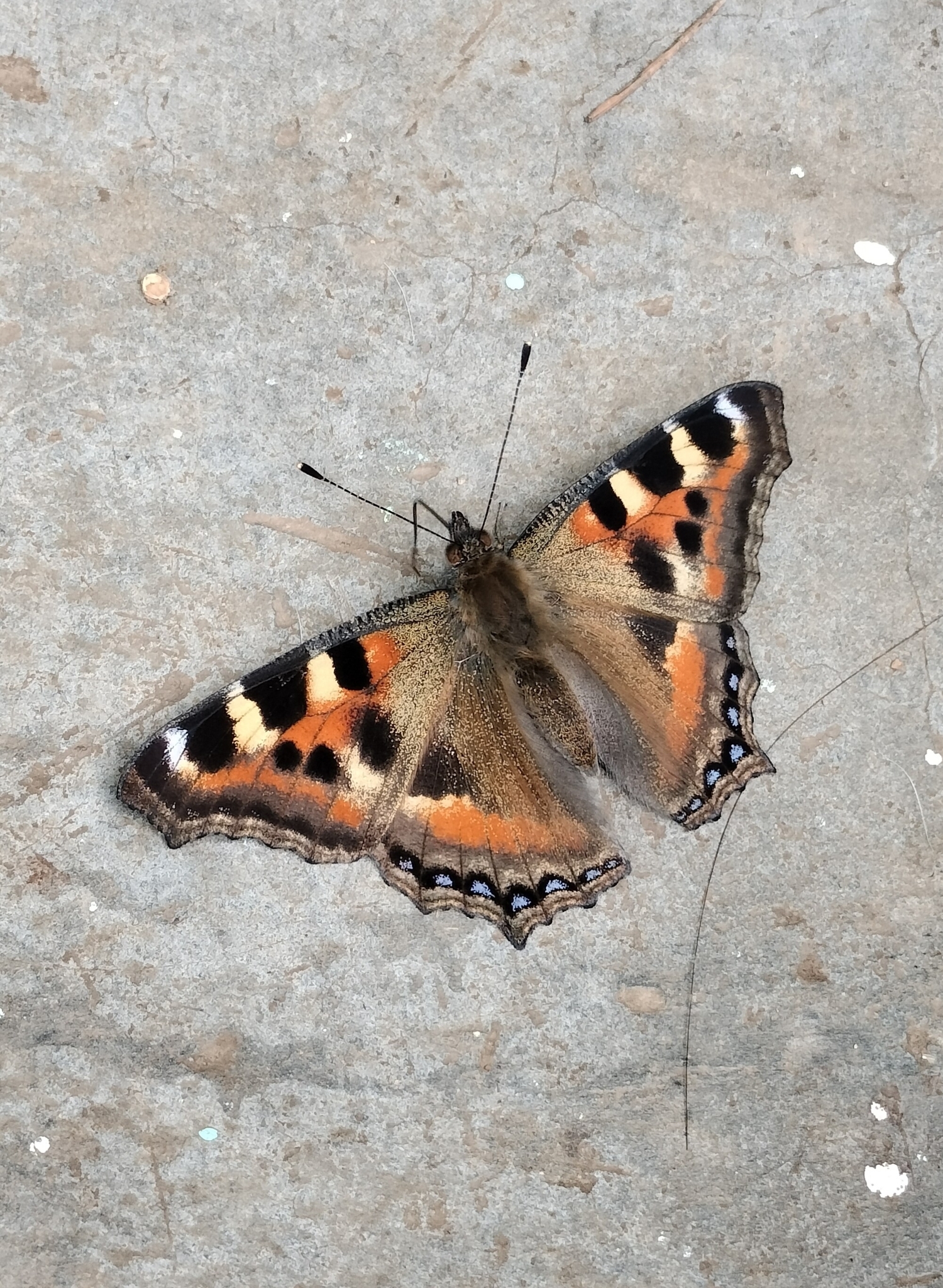 Indian Tortoiseshell