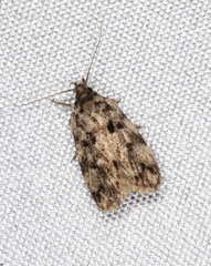 Barea subviridella