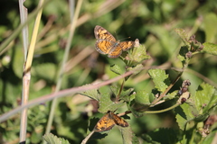 Phyciodes tharos