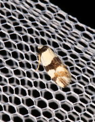 Zonopetala decisana