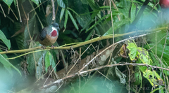 Mindanao Bleeding-Heart photo 3