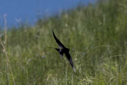 iNaturalist image
