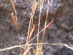Penstemon centranthifolius