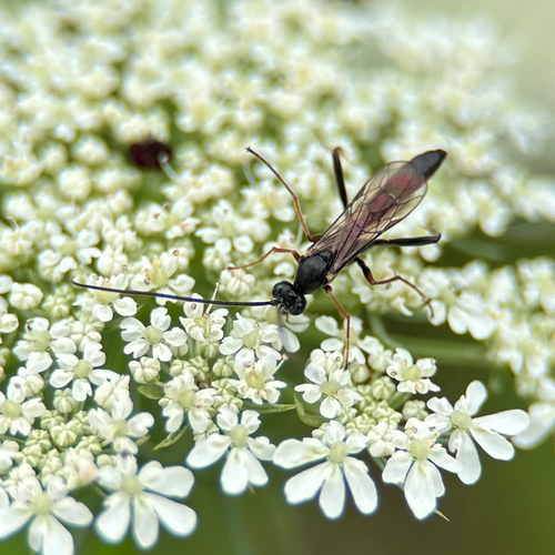 Schlupfwespen