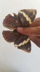 Opsiphanes tamarindi tamarindi