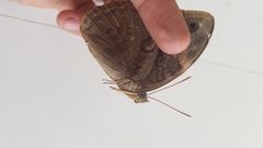 Opsiphanes tamarindi tamarindi