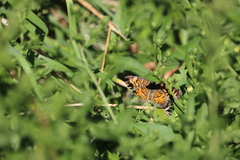 Phyciodes tharos