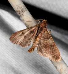 Endotricha ignealis