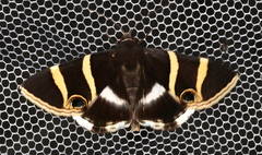 Grammodes ocellata