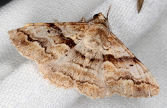 Gastrinodes bitaeniaria