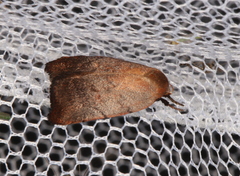 Tortricopsis semijunctella