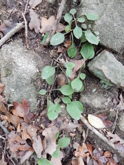 Antennaria parlinii fallax